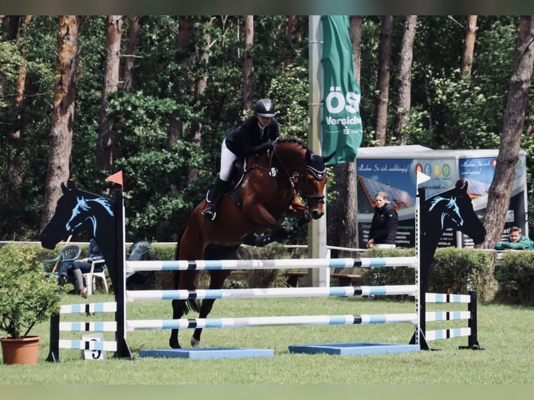 Deutsches Sportpferd Wallach 7 Jahre 175 cm Brauner in Wolfsburg