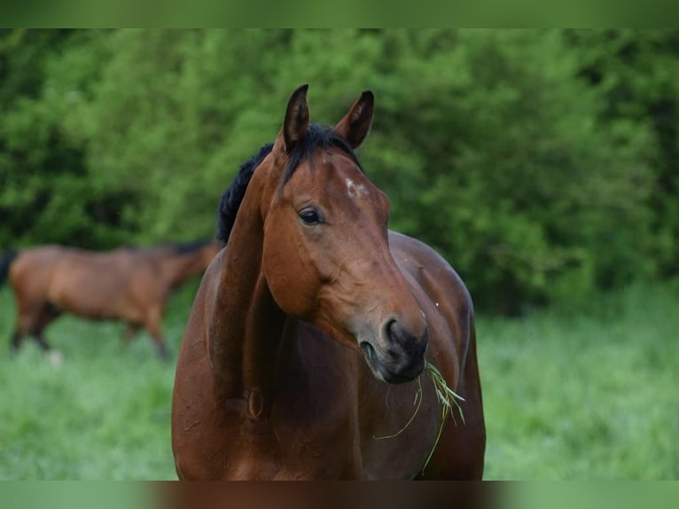 Deutsches Sportpferd Wallach 7 Jahre 175 cm Brauner in Wolfsburg