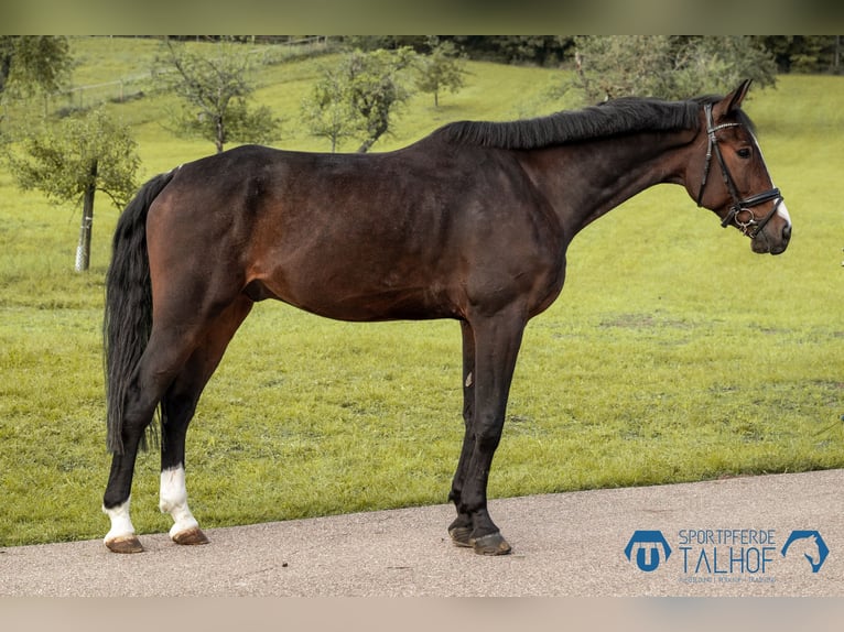 Deutsches Sportpferd Wallach 7 Jahre 175 cm Brauner in Korntal-M&#xFC;nchingen