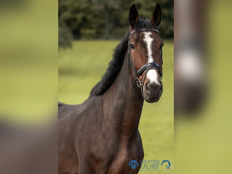 Deutsches Sportpferd Wallach 7 Jahre 175 cm Brauner in Korntal-M&#xFC;nchingen