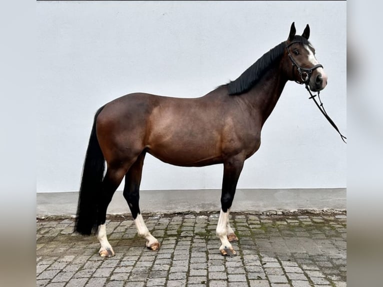 Deutsches Sportpferd Wallach 7 Jahre 175 cm Dunkelbrauner in Bruck an der Leitha