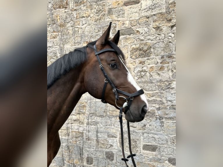 Deutsches Sportpferd Wallach 7 Jahre 175 cm Dunkelbrauner in Bruck an der Leitha