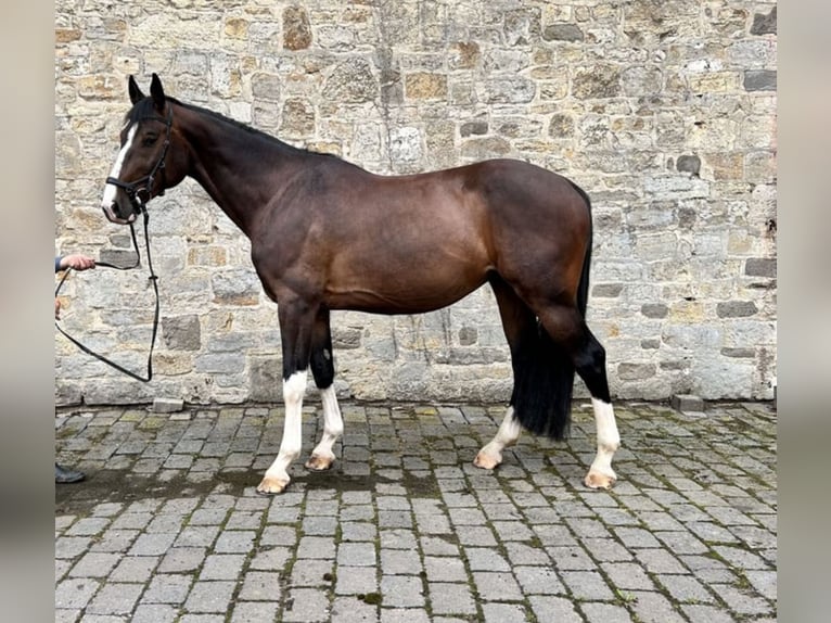 Deutsches Sportpferd Wallach 7 Jahre 175 cm Dunkelbrauner in Bruck an der Leitha