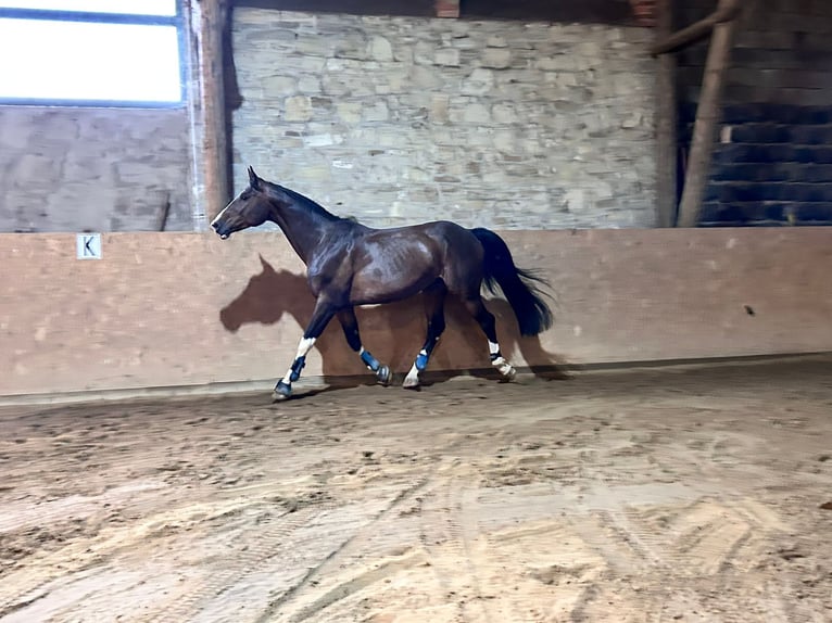 Deutsches Sportpferd Wallach 7 Jahre 175 cm Dunkelbrauner in Bruck an der Leitha