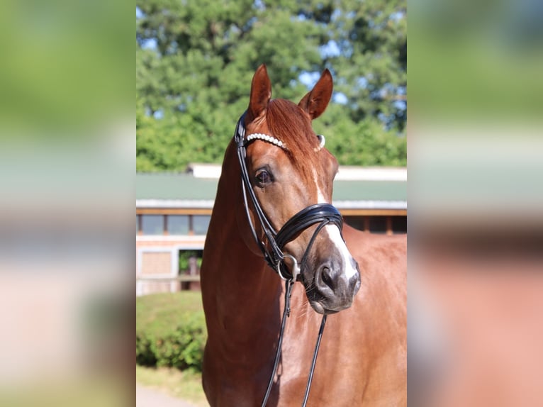 Deutsches Sportpferd Wallach 7 Jahre 175 cm Dunkelfuchs in Münster