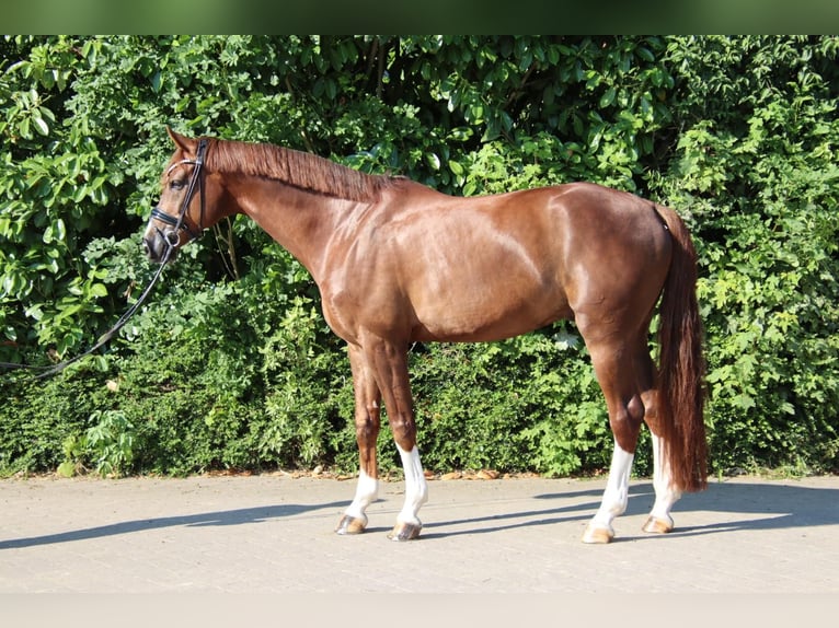 Deutsches Sportpferd Wallach 7 Jahre 175 cm Dunkelfuchs in Münster