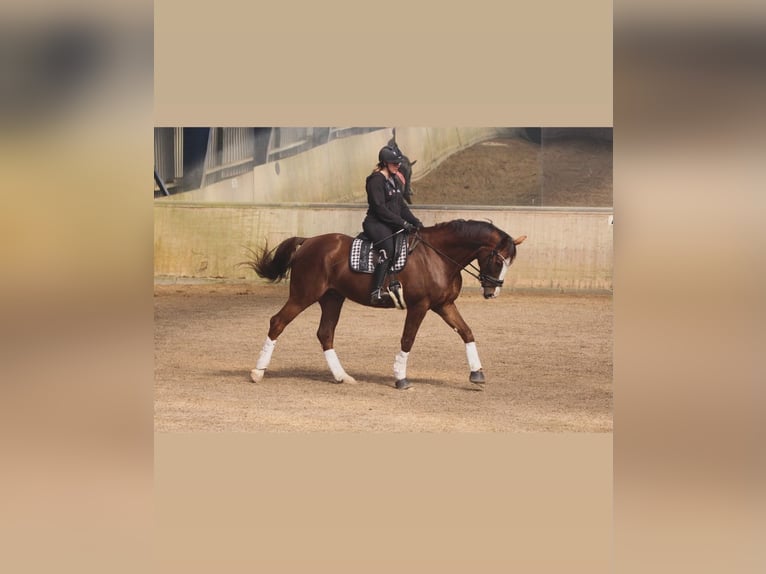 Deutsches Sportpferd Wallach 7 Jahre 175 cm Dunkelfuchs in Willenscharen
