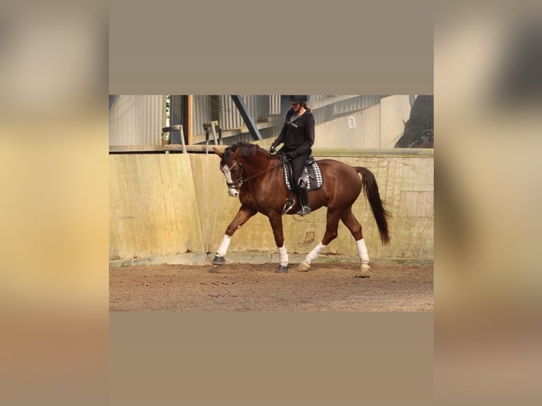 Deutsches Sportpferd Wallach 7 Jahre 175 cm Dunkelfuchs in Willenscharen