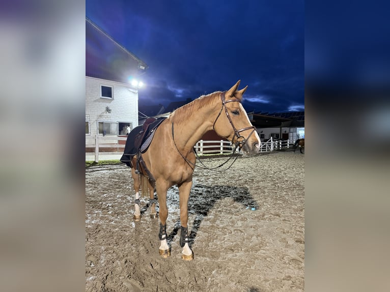 Deutsches Sportpferd Wallach 7 Jahre 175 cm Fuchs in Amöneburg