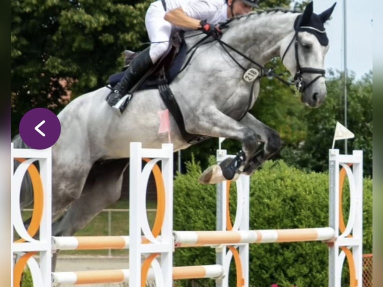 Deutsches Sportpferd Wallach 7 Jahre 175 cm Schimmel in Hagenow