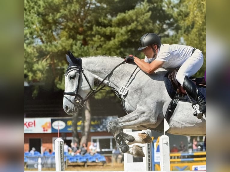 Deutsches Sportpferd Wallach 7 Jahre 175 cm Schimmel in Hagenow