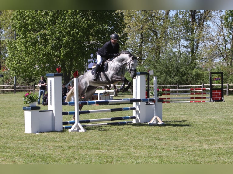 Deutsches Sportpferd Wallach 7 Jahre 176 cm Apfelschimmel in Cottbus