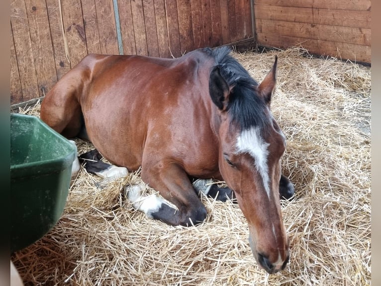 Deutsches Sportpferd Wallach 7 Jahre 176 cm Brauner in Gossau ZH