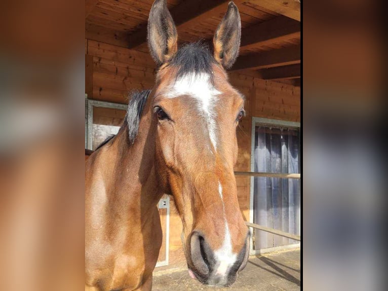Deutsches Sportpferd Wallach 7 Jahre 176 cm Brauner in Gossau ZH