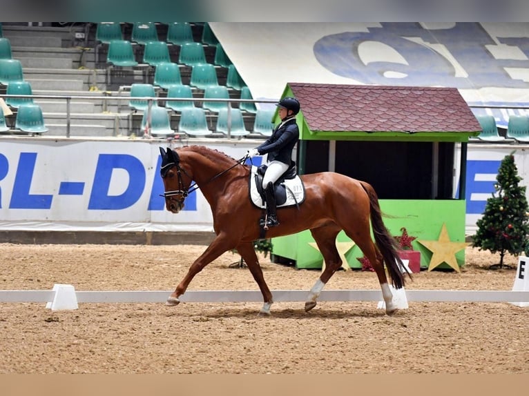 Deutsches Sportpferd Wallach 7 Jahre 176 cm Fuchs in Ostfildern