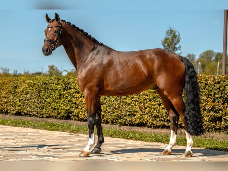 Deutsches Sportpferd Wallach 7 Jahre 178 cm Brauner in Gomadingen