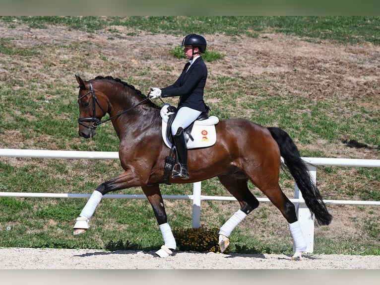 Deutsches Sportpferd Wallach 7 Jahre 178 cm Brauner in Gomadingen