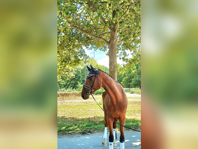 Deutsches Sportpferd Wallach 7 Jahre 179 cm Brauner in Ebreichsdorf