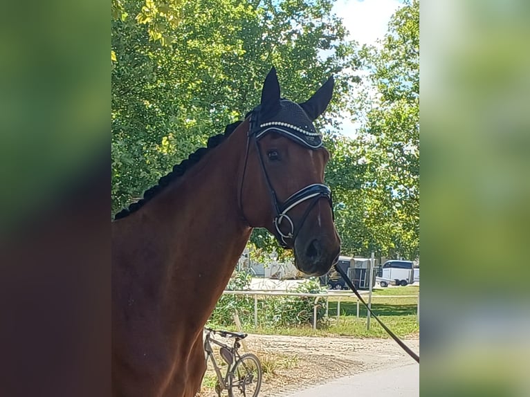 Deutsches Sportpferd Wallach 7 Jahre 179 cm Brauner in Ebreichsdorf
