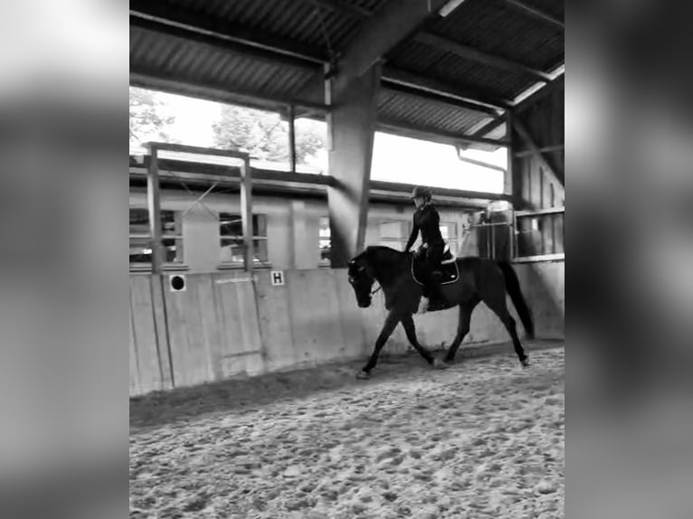 Deutsches Sportpferd Wallach 7 Jahre 179 cm Brauner in L&#xF6;rrach