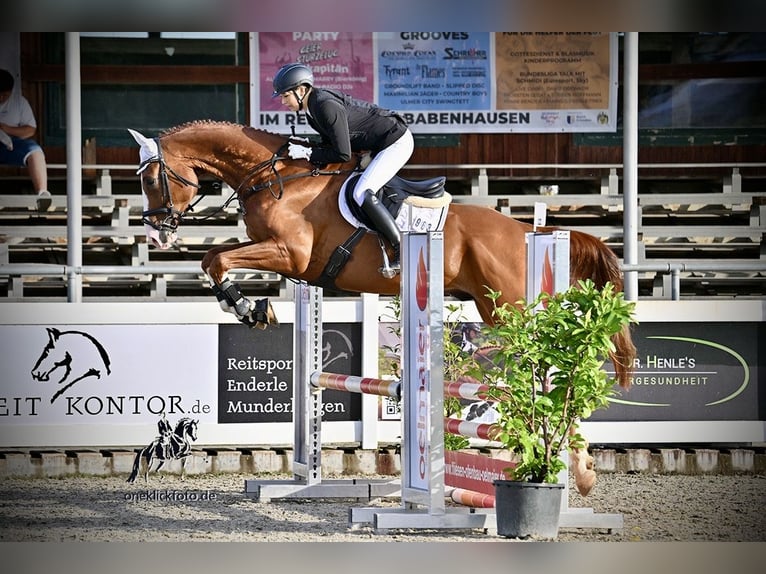 Deutsches Sportpferd Wallach 7 Jahre 179 cm Fuchs in Dießen am Ammersee