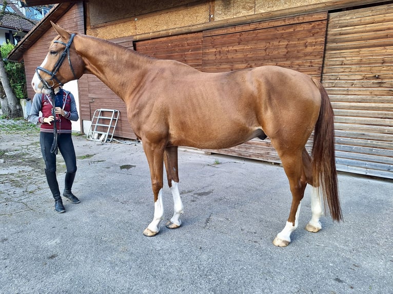 Deutsches Sportpferd Wallach 7 Jahre 179 cm Fuchs in Dießen am Ammersee