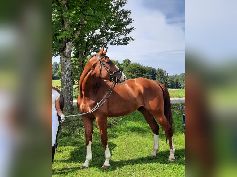 Deutsches Sportpferd Wallach 7 Jahre 179 cm Fuchs in Dießen am Ammersee