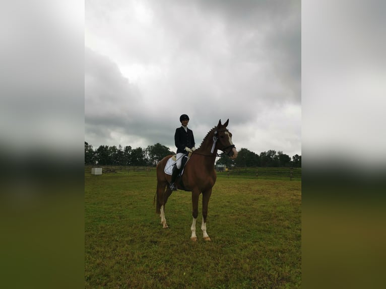 Deutsches Sportpferd Wallach 7 Jahre 179 cm Fuchs in Dießen am Ammersee