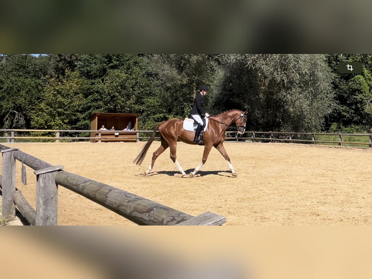 Deutsches Sportpferd Wallach 7 Jahre 179 cm Fuchs in Dießen am Ammersee
