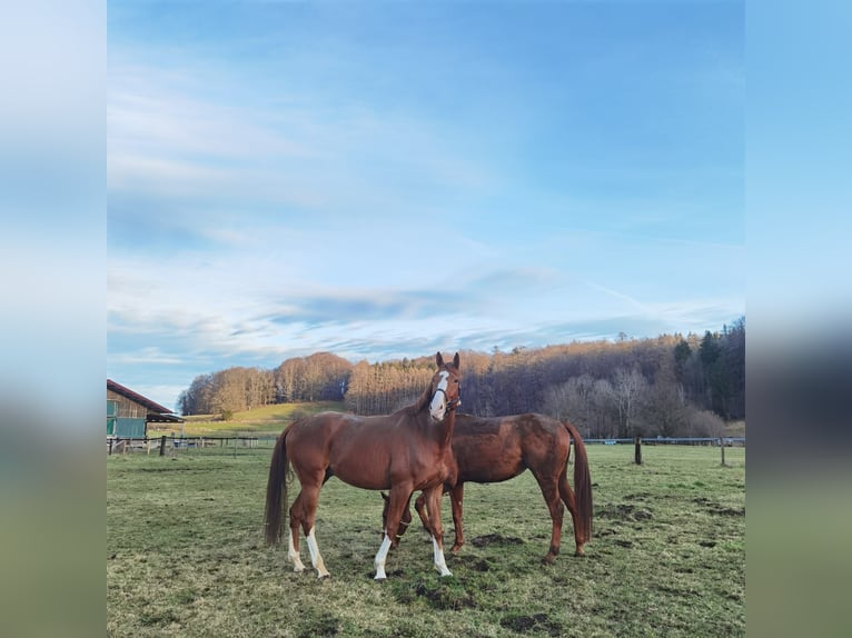 Deutsches Sportpferd Wallach 7 Jahre 179 cm Fuchs in Dießen am Ammersee