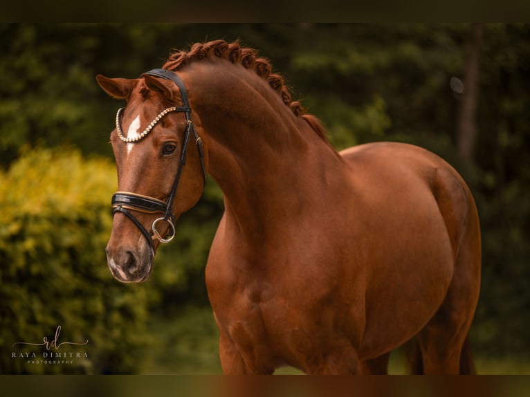 Deutsches Sportpferd Wallach 7 Jahre 180 cm Fuchs in Wehringen