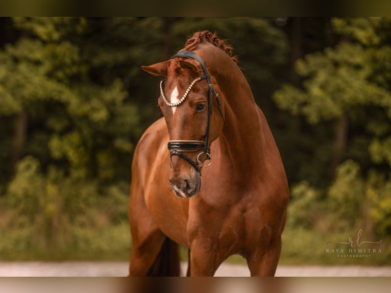 Deutsches Sportpferd Wallach 7 Jahre 180 cm Fuchs in Wehringen