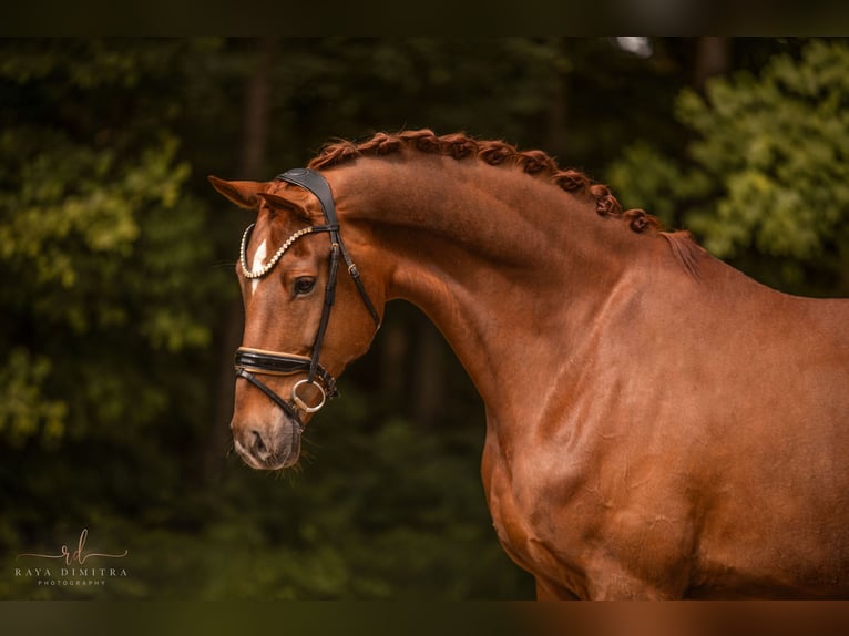 Deutsches Sportpferd Wallach 7 Jahre 180 cm Fuchs in Wehringen