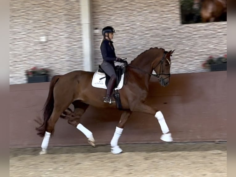 Deutsches Sportpferd Wallach 7 Jahre 180 cm Fuchs in Wehringen