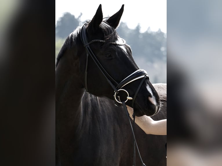 Deutsches Sportpferd Wallach 7 Jahre 180 cm Rappe in Aspach