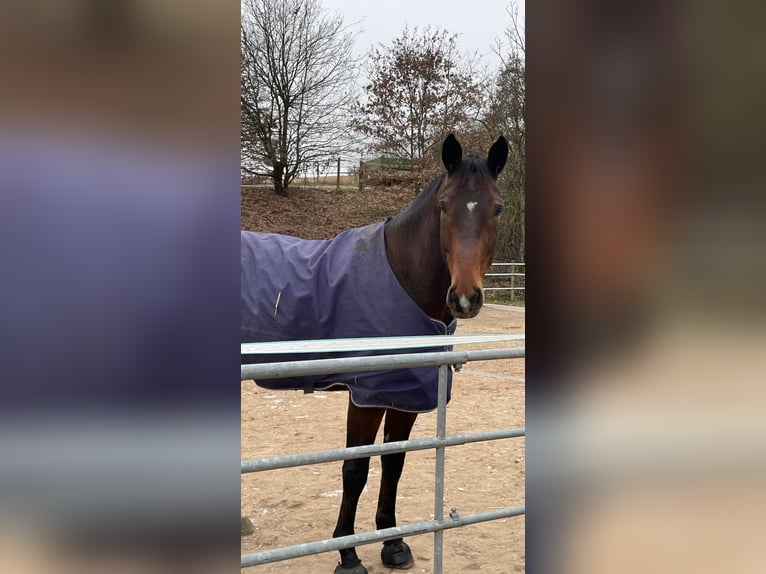 Deutsches Sportpferd Wallach 7 Jahre 182 cm Brauner in Schwabach