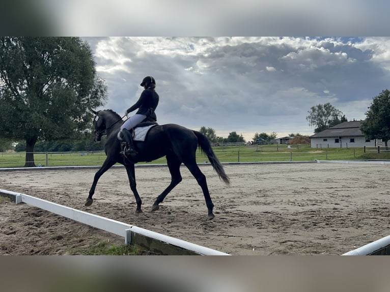 Deutsches Sportpferd Wallach 7 Jahre 182 cm Rappe in Z&#xFC;lsdorf