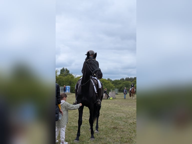 Deutsches Sportpferd Wallach 7 Jahre 182 cm Rappe in Z&#xFC;lsdorf