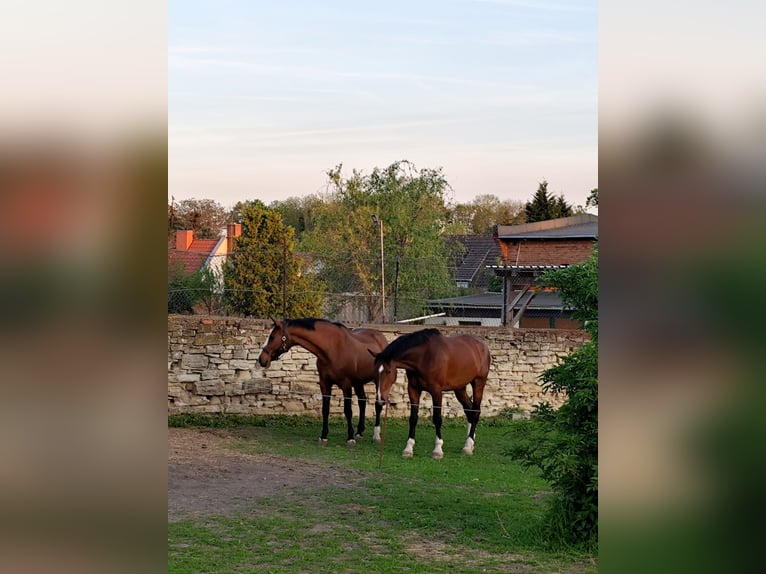 Deutsches Sportpferd Wallach 7 Jahre 184 cm Brauner in Bernburg