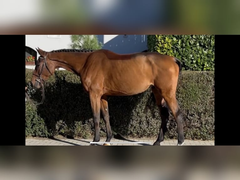 Deutsches Sportpferd Wallach 7 Jahre Rotbrauner in Etyek