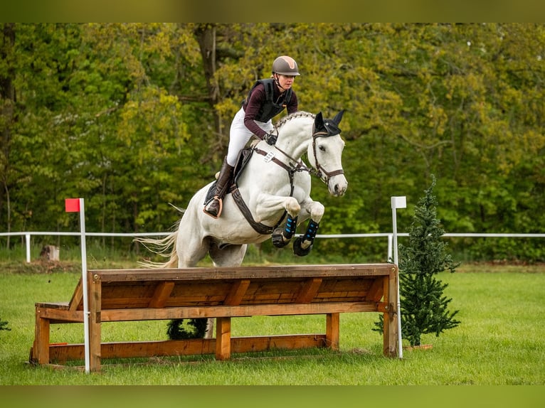 Deutsches Sportpferd Wallach 7 Jahre Schimmel in Sanne