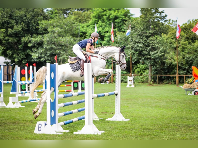 Deutsches Sportpferd Wallach 7 Jahre Schimmel in Sanne