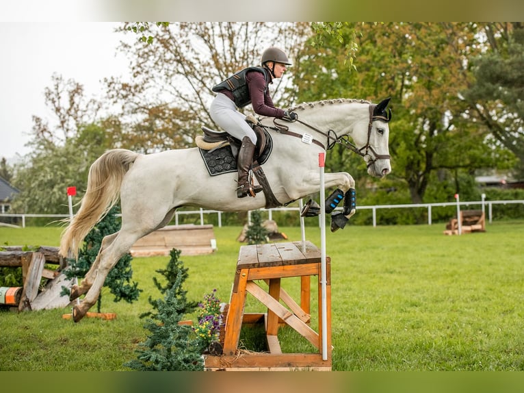 Deutsches Sportpferd Wallach 7 Jahre Schimmel in Sanne