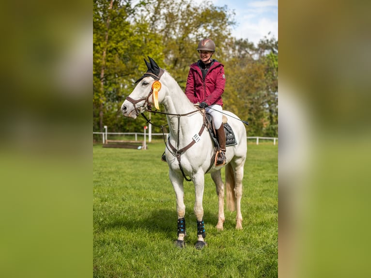 Deutsches Sportpferd Wallach 7 Jahre Schimmel in Sanne