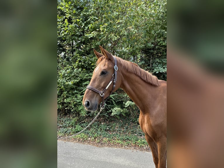 Deutsches Sportpferd Wallach 7 Jahre  in Murg