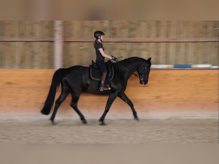 Deutsches Sportpferd Wallach 8 Jahre 164 cm Schwarzbrauner in Meckenbeuren