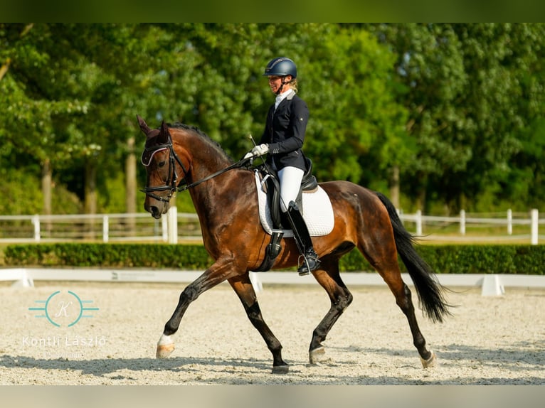 Deutsches Sportpferd Wallach 8 Jahre 165 cm Brauner in Duka