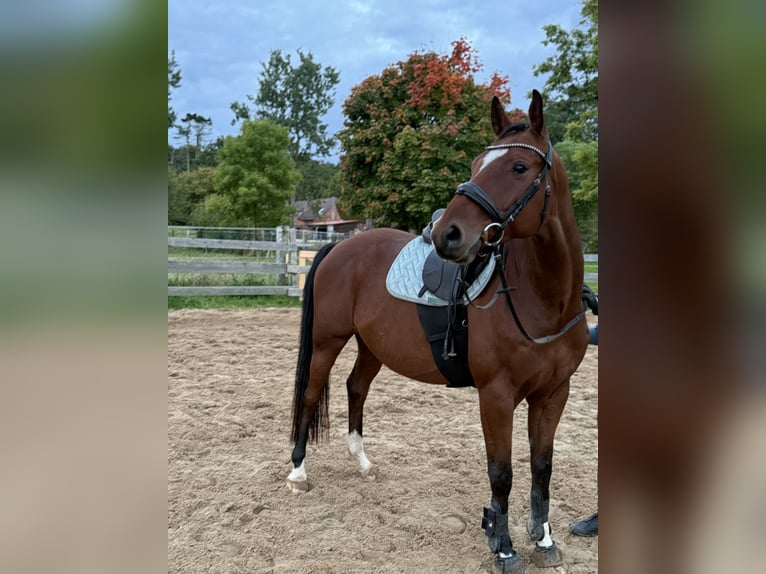 Deutsches Sportpferd Wallach 8 Jahre 165 cm Brauner in Clenze