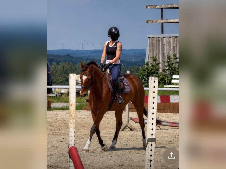 Deutsches Sportpferd Wallach 8 Jahre 165 cm Brauner in Clenze