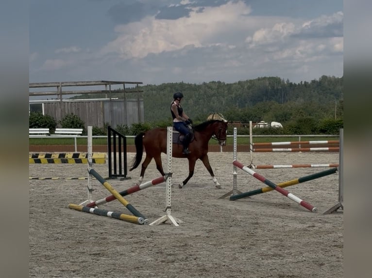 Deutsches Sportpferd Wallach 8 Jahre 165 cm Brauner in Clenze
